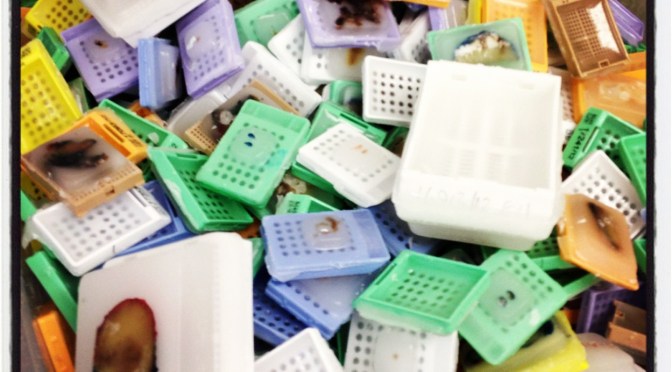 An image showing histological tissue blocks